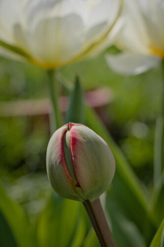 kwiaty_fotografia_witkowski_22